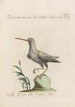 Ornithologia methodice digesta Pl426 - Saverio Manetti — artwork view