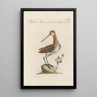 Saverio Manetti - Ornithologia methodice digesta Pl427.webp