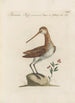 Ornithologia methodice digesta Pl427 - Saverio Manetti — artwork view