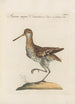 Ornithologia methodice digesta Pl428 - Saverio Manetti — artwork view