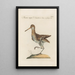 Ornithologia methodice digesta Pl428 - Saverio Manetti — framed artwork on a wall