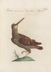 Ornithologia methodice digesta Pl429 - Saverio Manetti — artwork view