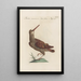 Ornithologia methodice digesta Pl429 - Saverio Manetti — framed artwork on a wall