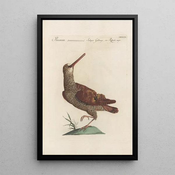 Ornithologia methodice digesta Pl429 - Saverio Manetti — framed artwork on a wall