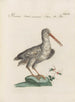 Ornithologia methodice digesta Pl430 - Saverio Manetti — artwork view