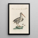 Ornithologia methodice digesta Pl430 - Saverio Manetti — framed artwork on a wall
