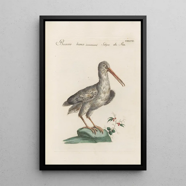 Ornithologia methodice digesta Pl430 - Saverio Manetti — framed artwork on a wall