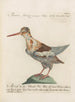 Ornithologia methodice digesta Pl431 - Saverio Manetti — artwork view