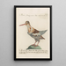 Ornithologia methodice digesta Pl431 - Saverio Manetti — framed artwork on a wall