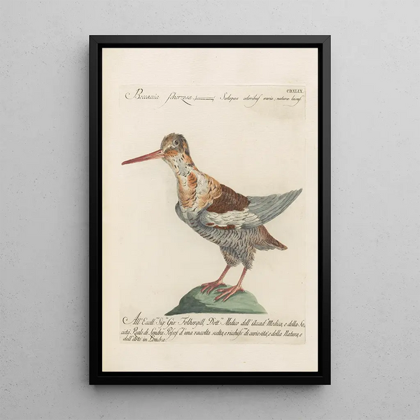 Ornithologia methodice digesta Pl431 - Saverio Manetti — framed artwork on a wall