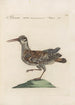 Ornithologia methodice digesta Pl432 - Saverio Manetti — artwork view