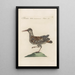 Ornithologia methodice digesta Pl432 - Saverio Manetti — framed artwork on a wall