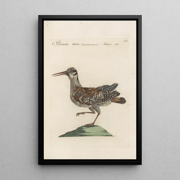 Ornithologia methodice digesta Pl432 - Saverio Manetti — framed artwork on a wall