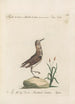 Ornithologia methodice digesta Pl433 - Saverio Manetti — artwork view