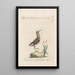Ornithologia methodice digesta Pl433 - Saverio Manetti — framed artwork on a wall