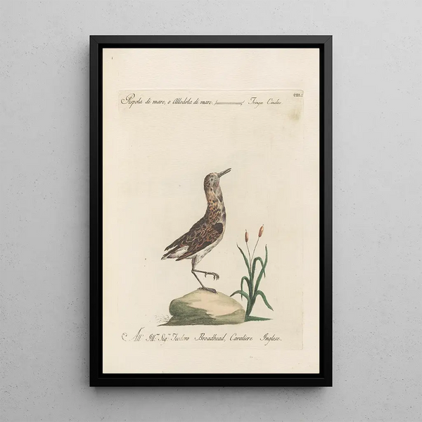 Ornithologia methodice digesta Pl433 - Saverio Manetti — framed artwork on a wall