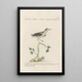 Ornithologia methodice digesta Pl434 - Saverio Manetti — framed artwork on a wall