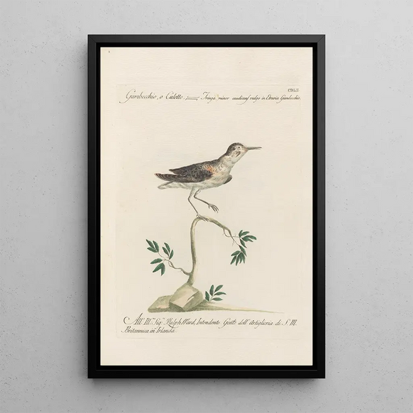 Ornithologia methodice digesta Pl434 - Saverio Manetti — framed artwork on a wall