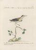 Ornithologia methodice digesta Pl434 - Saverio Manetti — artwork view