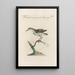 Ornithologia methodice digesta Pl435 - Saverio Manetti — framed artwork on a wall