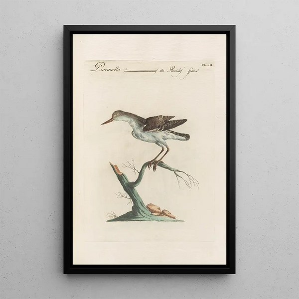 Ornithologia methodice digesta Pl435 - Saverio Manetti — framed artwork on a wall