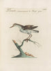 Ornithologia methodice digesta Pl435 - Saverio Manetti — artwork view