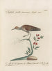 L'ornithologie a méthodiquement digéré Pl436 - Saverio Manetti — artwork view