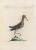 L'ornithologie a méthodiquement digéré Pl437 - Saverio Manetti — artwork view