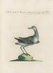 Ornithologia methodice digesta Pl438 - Saverio Manetti — artwork view