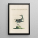 Ornithologia methodice digesta Pl438 - Saverio Manetti — framed artwork on a wall