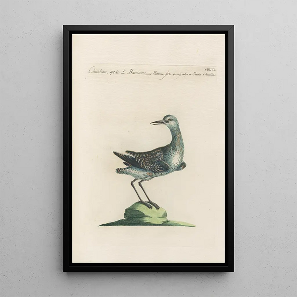 Ornithologia methodice digesta Pl438 - Saverio Manetti — framed artwork on a wall