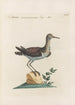 Ornithologia methodice digesta Pl439 - Saverio Manetti — artwork view