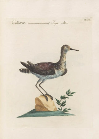 Saverio Manetti - Ornithologia methodice digesta Pl439.webp