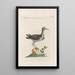 Ornithologia methodice digesta Pl439 - Saverio Manetti — framed artwork on a wall