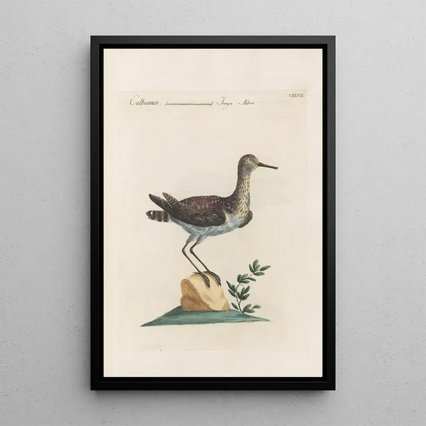Ornithologia methodice digesta Pl439 - Saverio Manetti — framed artwork on a wall