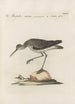 Ornithologia methodice digesta Pl440 - Saverio Manetti — artwork view