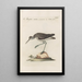 Ornithologia methodice digesta Pl440 - Saverio Manetti — framed artwork on a wall