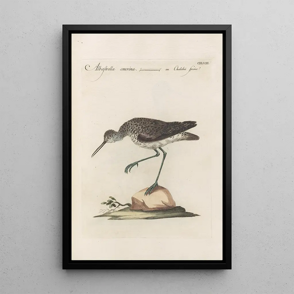 Ornithologia methodice digesta Pl440 - Saverio Manetti — framed artwork on a wall