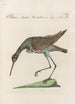 Ornithologia methodice digesta Pl442 - Saverio Manetti — artwork view