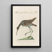 Ornithologia methodice digesta Pl442 - Saverio Manetti — framed artwork on a wall