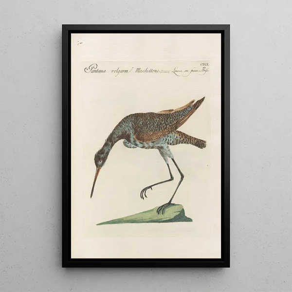 Ornithologia methodice digesta Pl442 - Saverio Manetti — framed artwork on a wall
