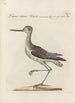 Ornithologia methodice digesta Pl443 - Saverio Manetti — artwork view