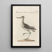 Ornithologia methodice digesta Pl443 - Saverio Manetti — framed artwork on a wall