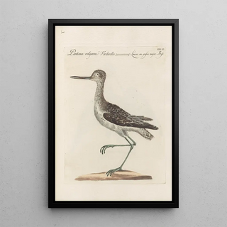 Saverio Manetti - Ornithologia methodice digesta Pl443.webp