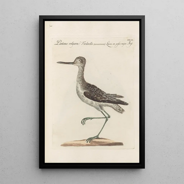 Ornithologia methodice digesta Pl443 - Saverio Manetti — framed artwork on a wall