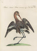 Ornithologia methodice digesta Pl444 - Saverio Manetti — artwork view
