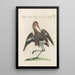Ornithologia methodice digesta Pl444 - Saverio Manetti — framed artwork on a wall