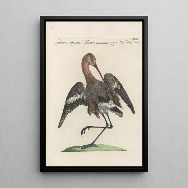 Ornithologia methodice digesta Pl444 - Saverio Manetti — framed artwork on a wall