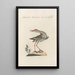 Ornithologia methodice digesta Pl446 - Saverio Manetti — framed artwork on a wall