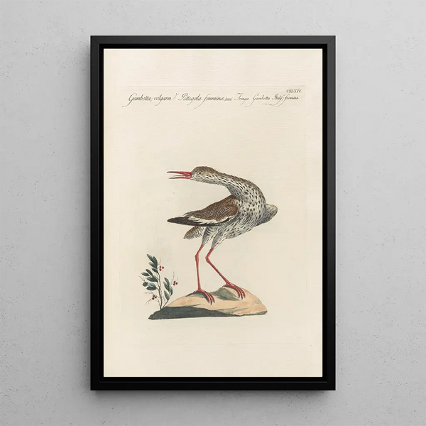 Ornithologia methodice digesta Pl446 - Saverio Manetti — framed artwork on a wall
